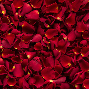 Red Rose Petals